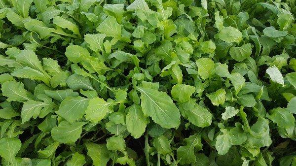 Delicious Arugula!