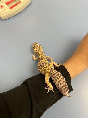 My leopard gecko (giraffe)