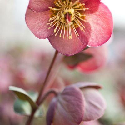 Lenten Rose