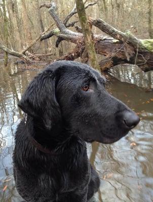 Freddy is 6 years old and is a Grand Hunting Retriever Champion.