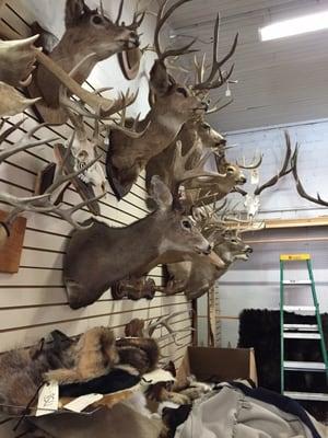 So much taxidermy here