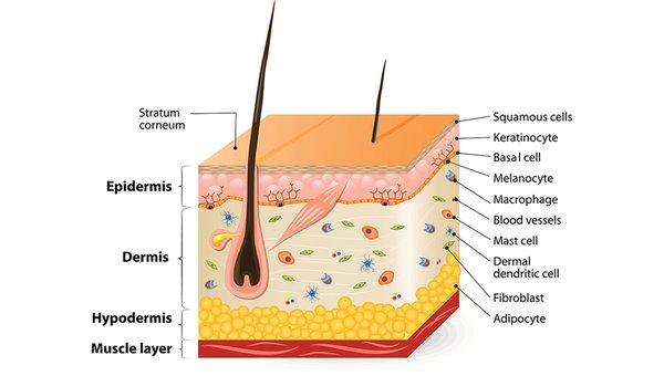 Skin is the largest organ in the body and covers the entire external surface.I will help you how to prevent & reduce harmful effects of UV