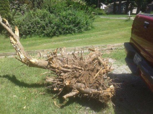 Tree stump