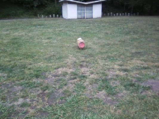 My Pomeranian ''Sampson'' loves playing Frisbee at Oddstad Park.The Performing Arts have taken up the whole field with their own new studio.