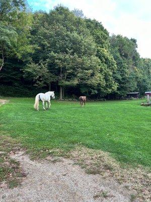 Horses on the lawn