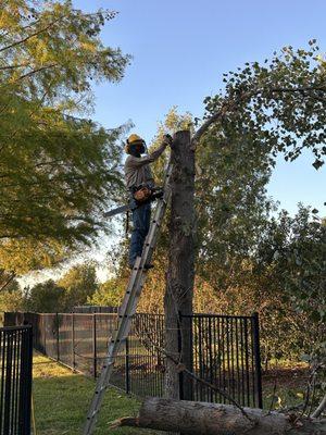 Tree removal