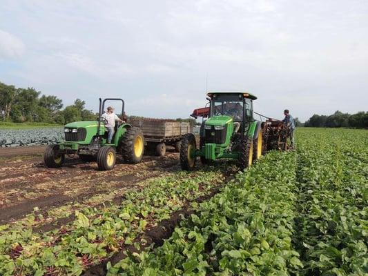 Harvesting Beets