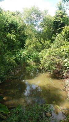 If you look closely, there is a large white egret in this spill off area of the creek.