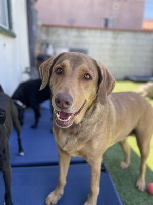 Ginger is one of the best dogs you'll ever meet. If you've done aggression rehab work you already know her as our helper dog