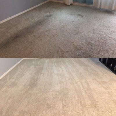 Before, carpets stained and had a grayish layer. After, carpets were fresh, soft, and bright!!