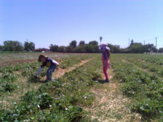 Local farms