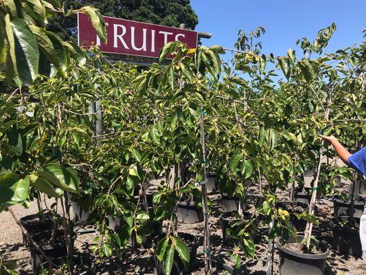 Tsugawa Nursery & Greenhouses