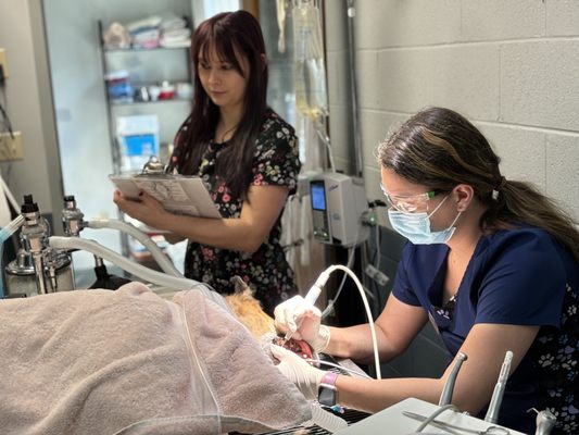 Dental cleaning being performed under general anesthesia. We closely monitor each individual patient with top of the line equipment.