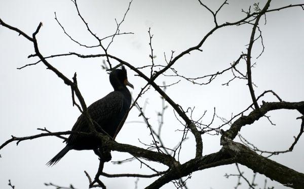 A Cormorant sits in a tree and looks out over Wilde Lake.