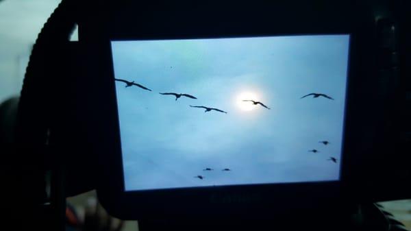 Moon shot of Sandhill Cranes