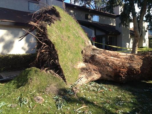 wind damaged Eucalyptus