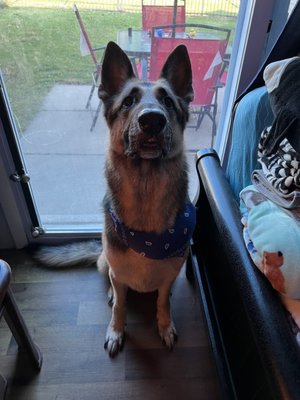 Our boy Duke after his groom at bayview pet salon! Such a handsome boy!!