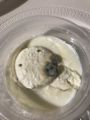 Moldy Rasmalai