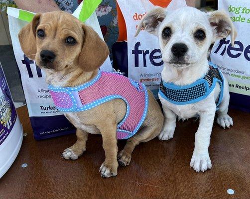 Mesh harnesses with matching leashes. Luna the brown female is still up for adoption.