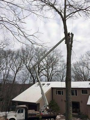 White oak removal