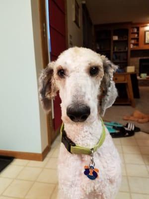 This is not a standard poodle look. I asked specifically that her ears & topknot be left long & fluffy!