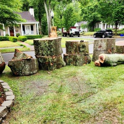 Tree removal project in Canton, GA