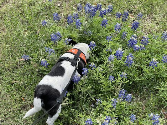 My little dog browsing through blue bonnets