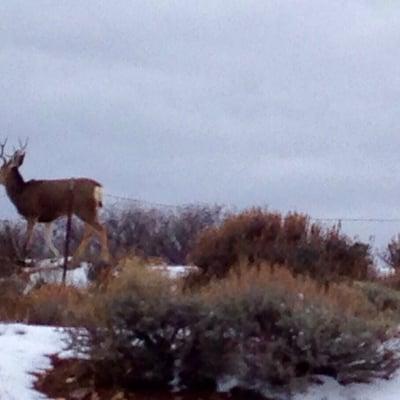 More deer crossing at Monticello, UT