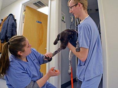 Essex Middle River Veterinary Center Dog Nail Trim