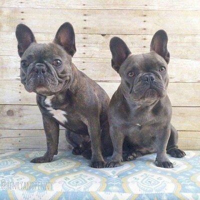 Cheap French Bulldog Puppies for Sale