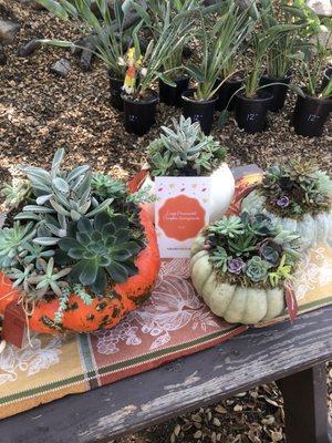 Large, medium and small pumpkins