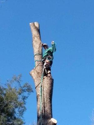 Affordable Montgomery Tree Service