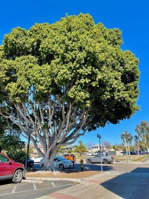 Luv this tree right out the window.