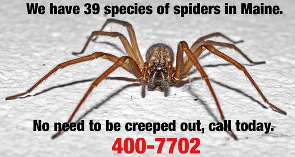 We will keep your basements, sitting areas,  porches, attics and entryways spider free.