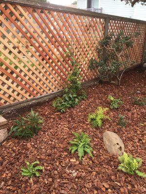 Lovely shade fern garden with request for edibles installed via passion fruit vine both beautiful but also one of my favorite fruits