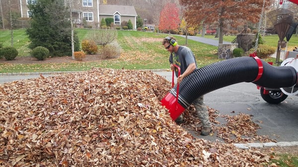 Frankie sucking up a pile of leaves