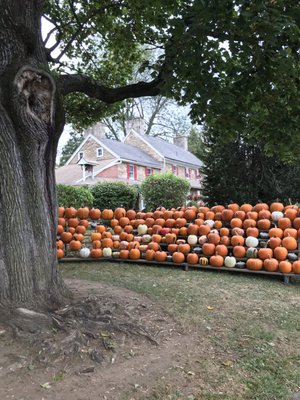 Pumpkins everywhere