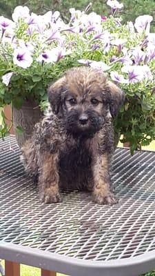 Beautiful sable with black markings! Shelbo Schnoodle