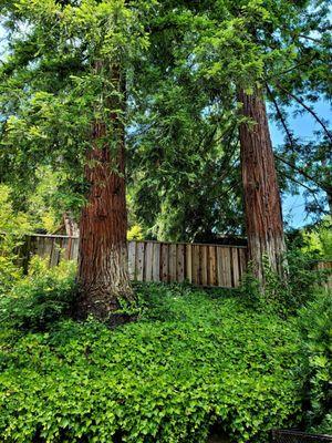 Oak trees & foliage dependent on our sprinkler system