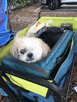 Mocha Coconut enjoyed the parade too!