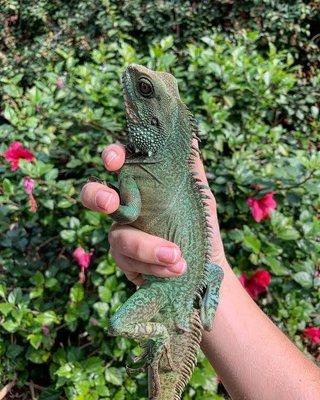 Maui is one of our Water Dragons rescued from a neglect case. He was very underweight/skittish when he first arrived and now he loves people