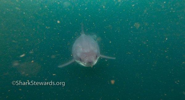 White shark approaches camera on live feed