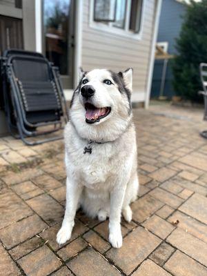 Dolly's Grooming and Dog Wash