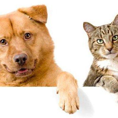 Cat and dogs veterinarian miami fl