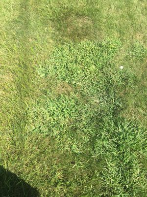 Patch of broadleaf weeds but my lawn looks great according to them