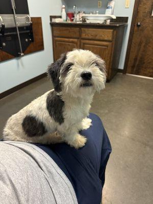 Waiting for a nail trim.