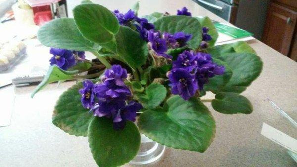 Order sent to a customer for African Violets