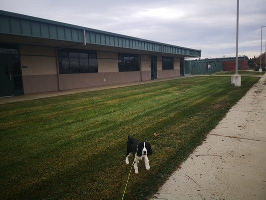 Dog is showing me around campus.