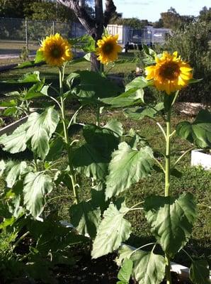 Classroom garden sunflowers