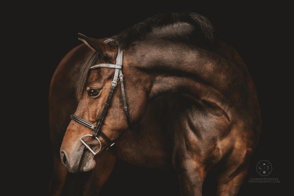 New Forest Pony Society of North America